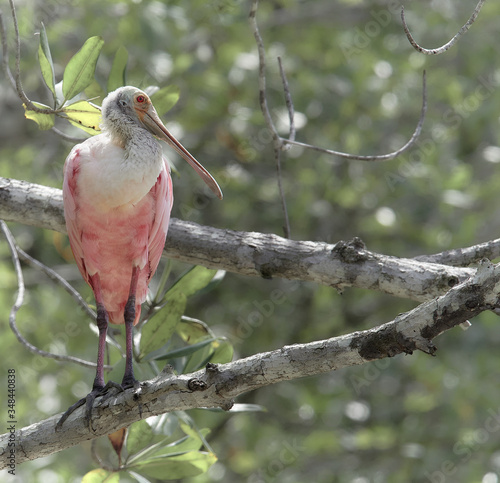 Roseate Spoonbill - Platalea ajaja