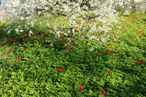 An ordinary dream (Latin Aegopódium podagrária) is a perennial herb, scarlet tulips and delicate cherry blossoms.