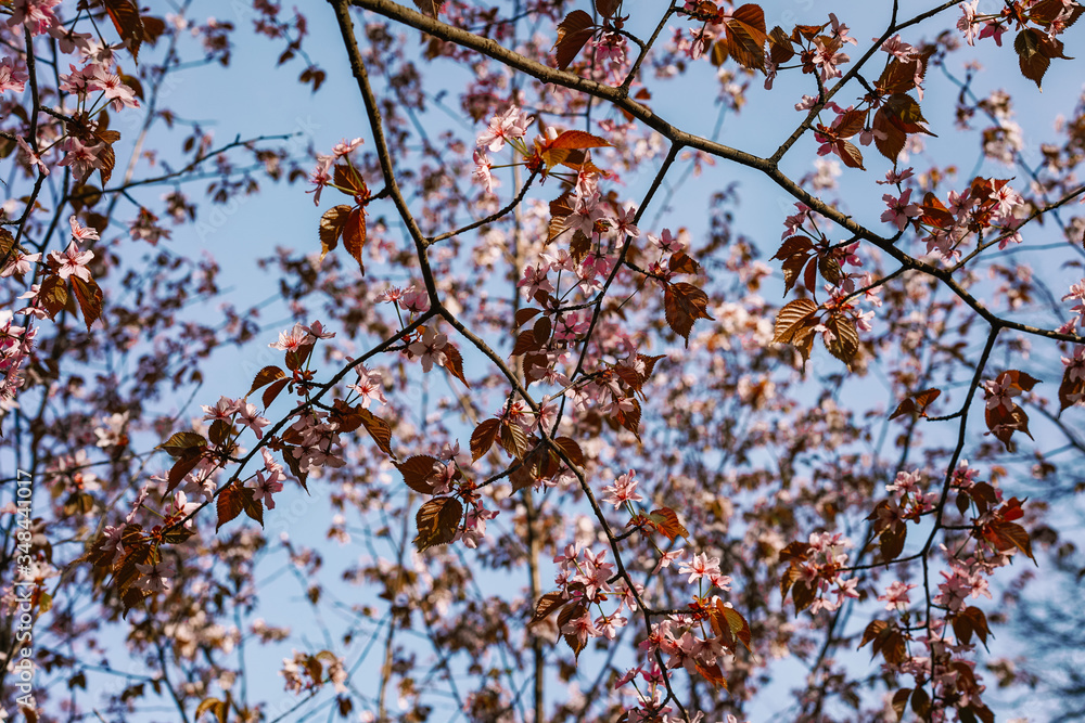 Cherry trees in bloom, beautiful flowers close-up, spring blooming Cherry trees in bloom, beautiful flowers close-up, spring blooming