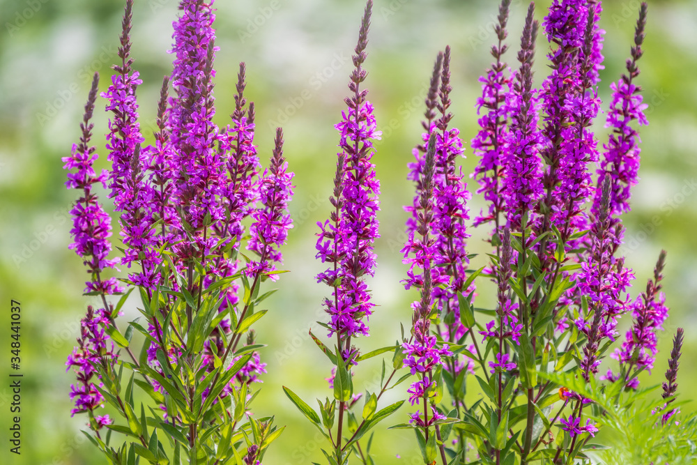 Obraz premium Summer Flowering Purple Loosestrife, Lythrum tomentosum on a green blured background.