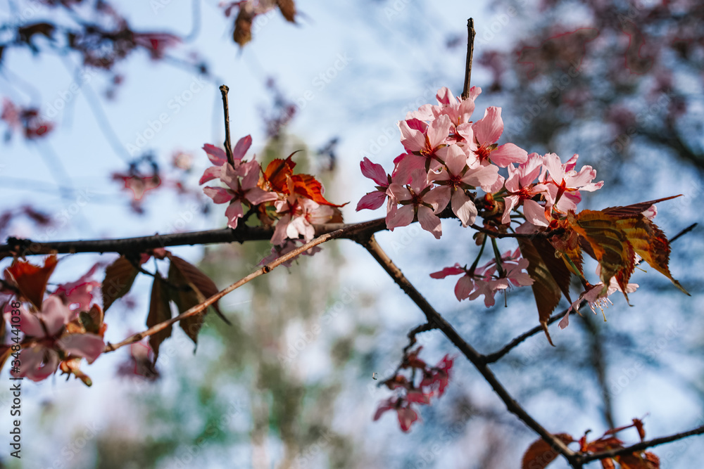 Cherry trees in bloom, beautiful flowers close-up, spring blooming Cherry trees in bloom, beautiful flowers close-up, spring blooming