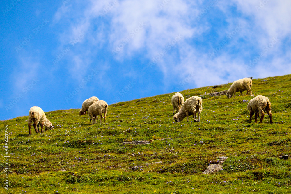 Fototapeta premium Sheep grazing on pastures