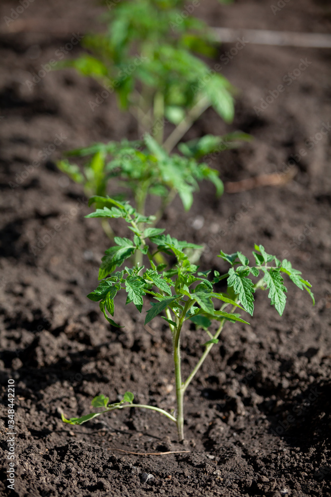 Seedlings of tomato sprouts grow in ground Seedlings of tomato sprouts grow in ground