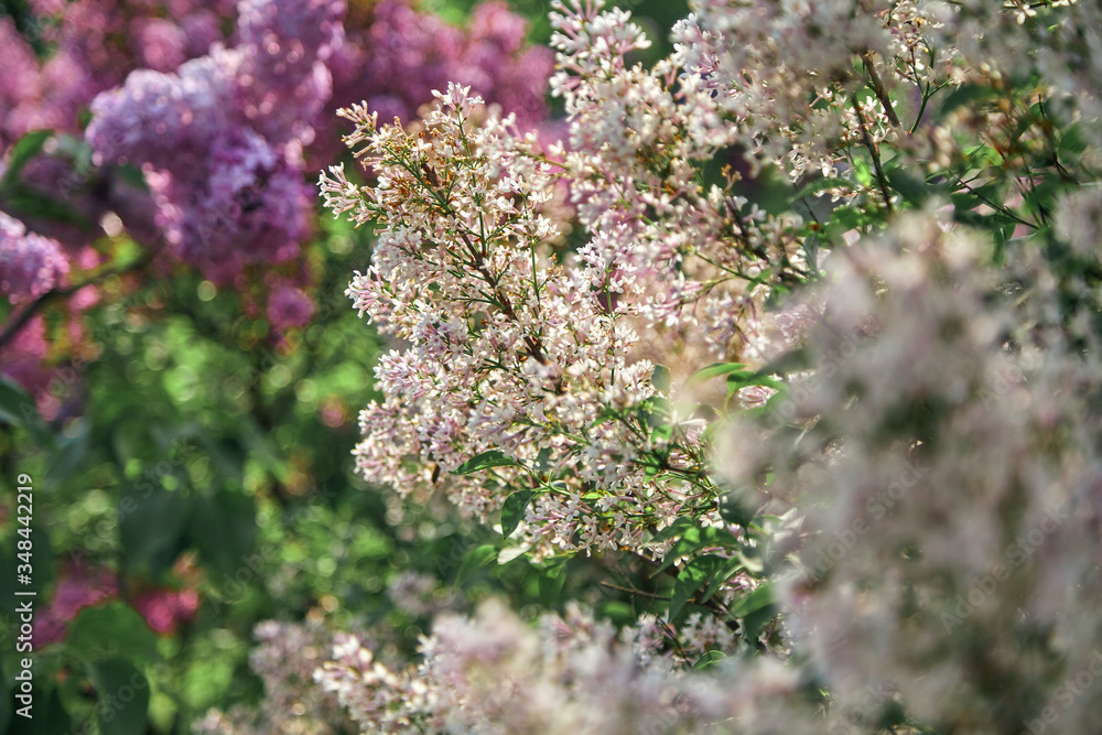 Bushes of white lilac on vegetable background Bushes of white lilac on vegetable background