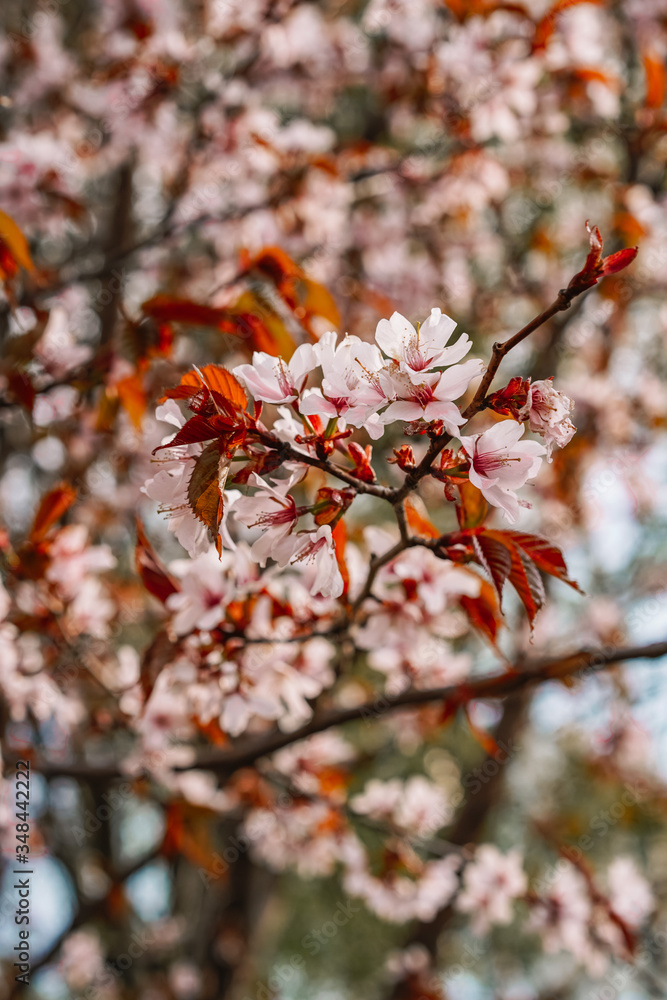 Cherry trees in bloom, beautiful flowers close-up, spring blooming Cherry trees in bloom, beautiful flowers close-up, spring blooming