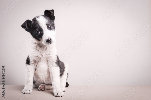Murais de parede Portrait of a cute puppy looking at the camera with copy space