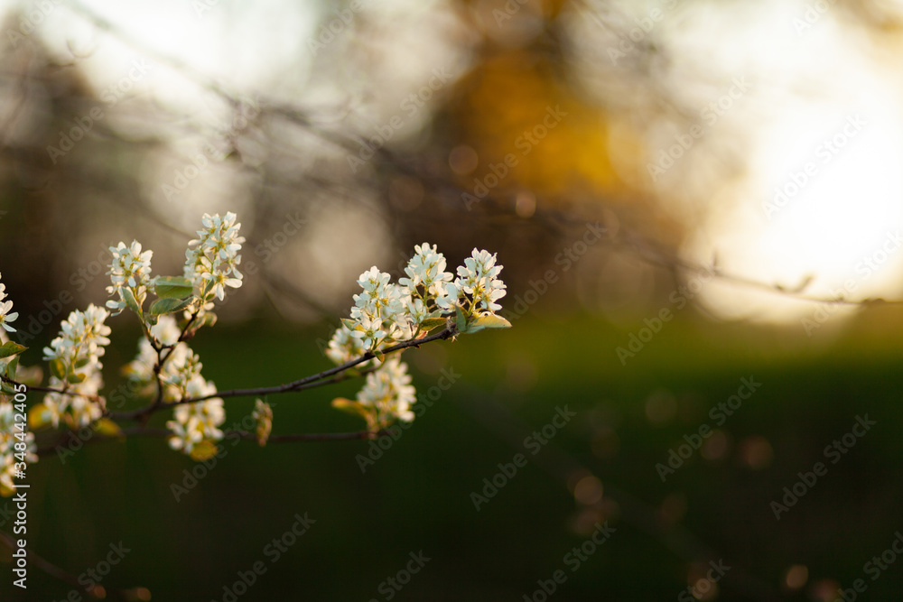 Apple tree flowers close-up. Spring sunset. Photo with a blurred green background. Apple tree flowers close-up. Spring sunset. Photo with a blurred green background.