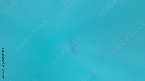 Wallpaper Mural Manta Ray Swimming Under The Bright Blue Ocean In Maldives - medium shot Torontodigital.ca