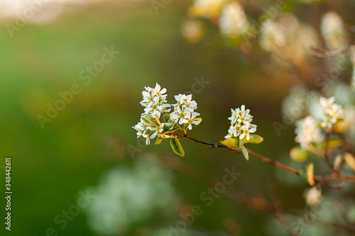 Apple tree flowers close-up. Spring sunset. Photo with a blurred green background.