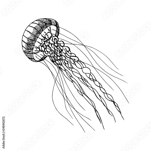 Single hand drawn element of a jellyfish. Doodle hand-draw illustrations in vector. Design for background, packaging, weddings, fabrics, textiles, wallpaper, website, postcards.
