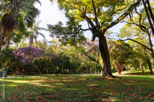 Big Trees in Ibirapuera garden park in San Paulo with the rays of the sun shining through the trees in Sunny weather day. Brazil / February
