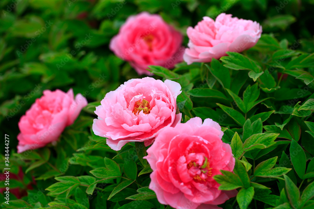 The pink peonies are in the garden The pink peonies are in the garden