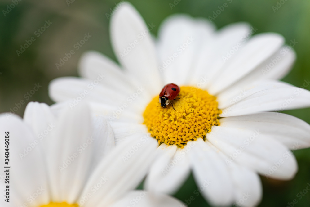 Nahaufnahme Marienkäfer auf weißer Blüte Nahaufnahme Marienkäfer auf weißer Blüte