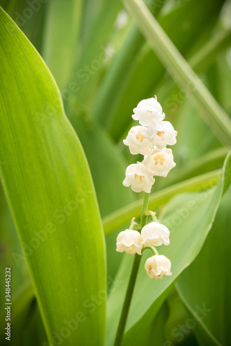 Brin de muguet