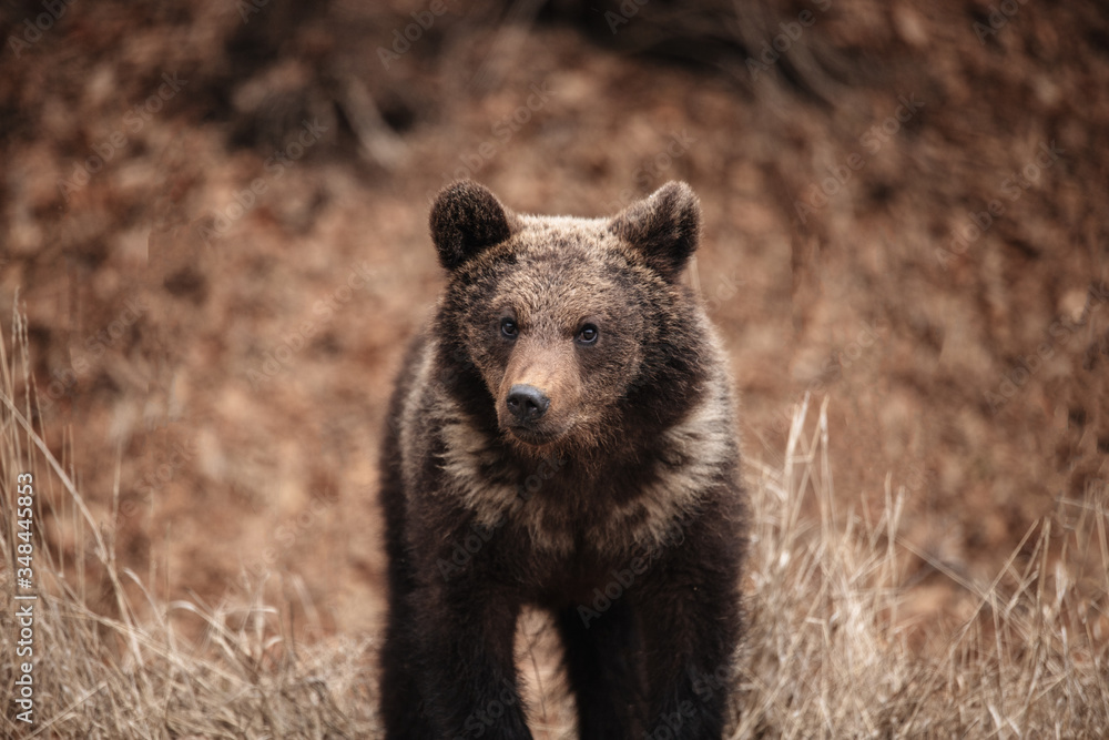 portrait of a brown bear cub