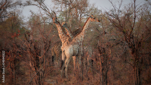 Canvas Print reticulated giraffe - Giraffa camelopardalis reticulata