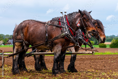 Arbeitspferde nach der Arbeit, rheinisches-deutsches Kaltblut © tanja_riedel