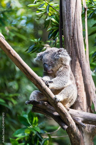 Fototapeta Naklejka Na Ścianę i Meble -  Koala sleeping on the tree