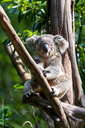 Koala sleeping on the tree