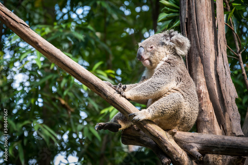 Canvas Print Koala sleeping on the tree