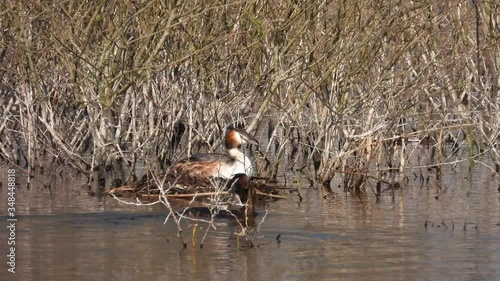 Haubentaucher (Podiceps cristatus) beim Nestbau photo