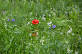 Meadow With Wildflower And Poppy