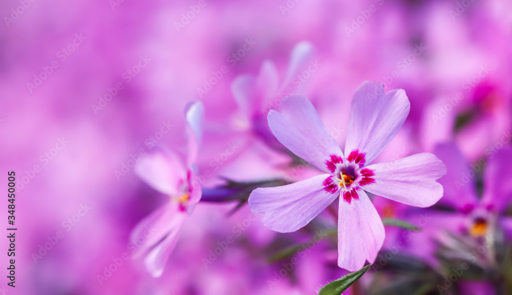 Pink flowers of Creeping Phlox in spring. Floral background Pink flowers of Creeping Phlox in spring. Floral background