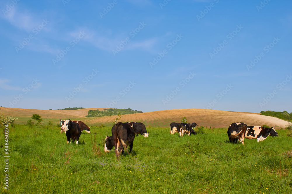 herd of cows on pasture,several cows graze on a pasture on a hill background