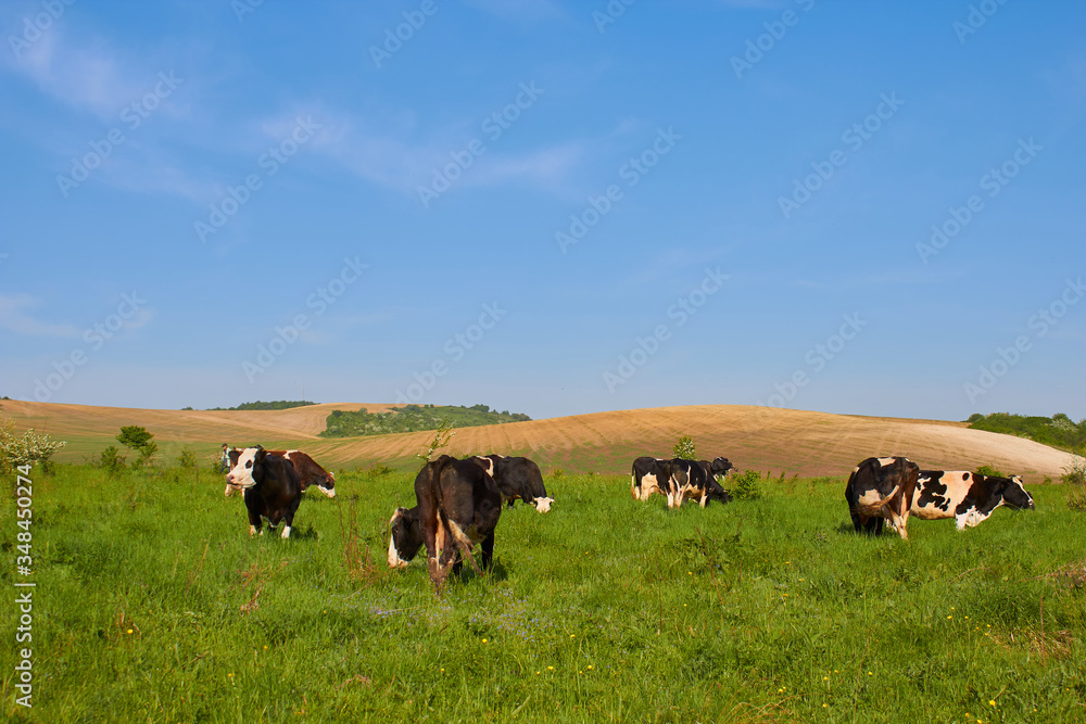 herd of cows on pasture,several cows graze on a pasture on a hill background herd of cows on pasture,several cows graze on a pasture on a hill background
