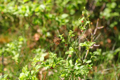 Mauerfuchs ((Lasiommata megera), Schmetterling