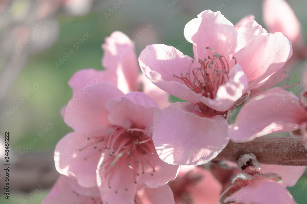 Pink spring flowers border. Peach Flower blooming on blurred background. Soft style.