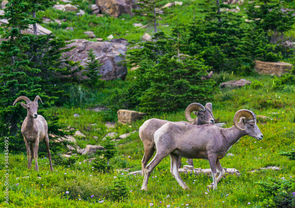Fototapeta premium big horn sheep at Glacier national park,Montana,usa.