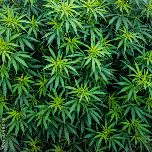 cannabis texture leaf
