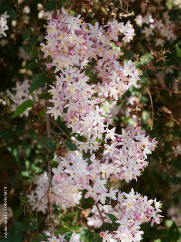 (Deutzia purpurascens) Purpur-Deutzie, als Zierstrauch verwendet mit schönen weißen und rötlichen Blüten auf flexiblen und gewölbte Zweige und Äste photo