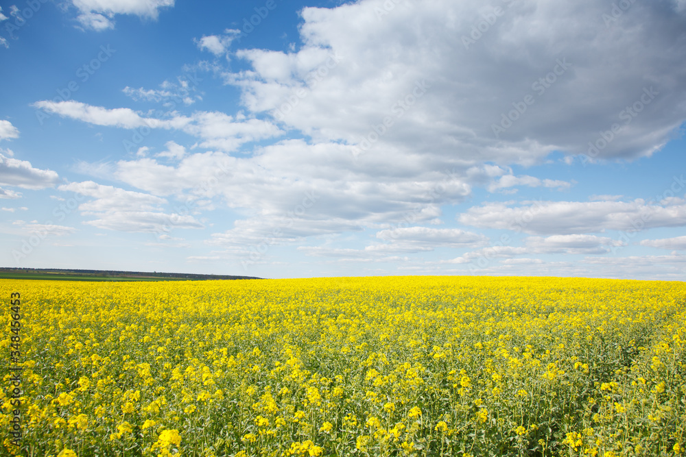Obraz premium The rural landscape in the spring