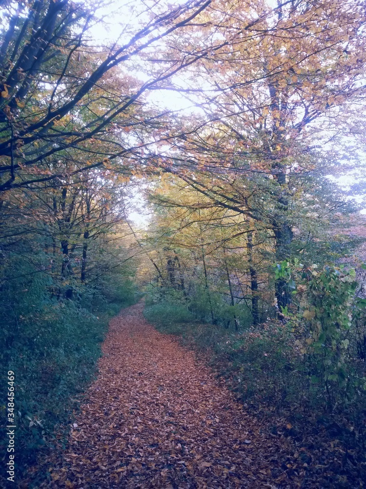 Fototapeta premium road through the colorful forest in autumn. leafs on the footpath 