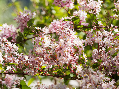 (Deutzia purpurascens) Purpur-Deutzie, als Zierstrauch verwendet mit schönen weißen und rötlichen Blüten auf flexiblen und gewölbte Zweige und Äste photo