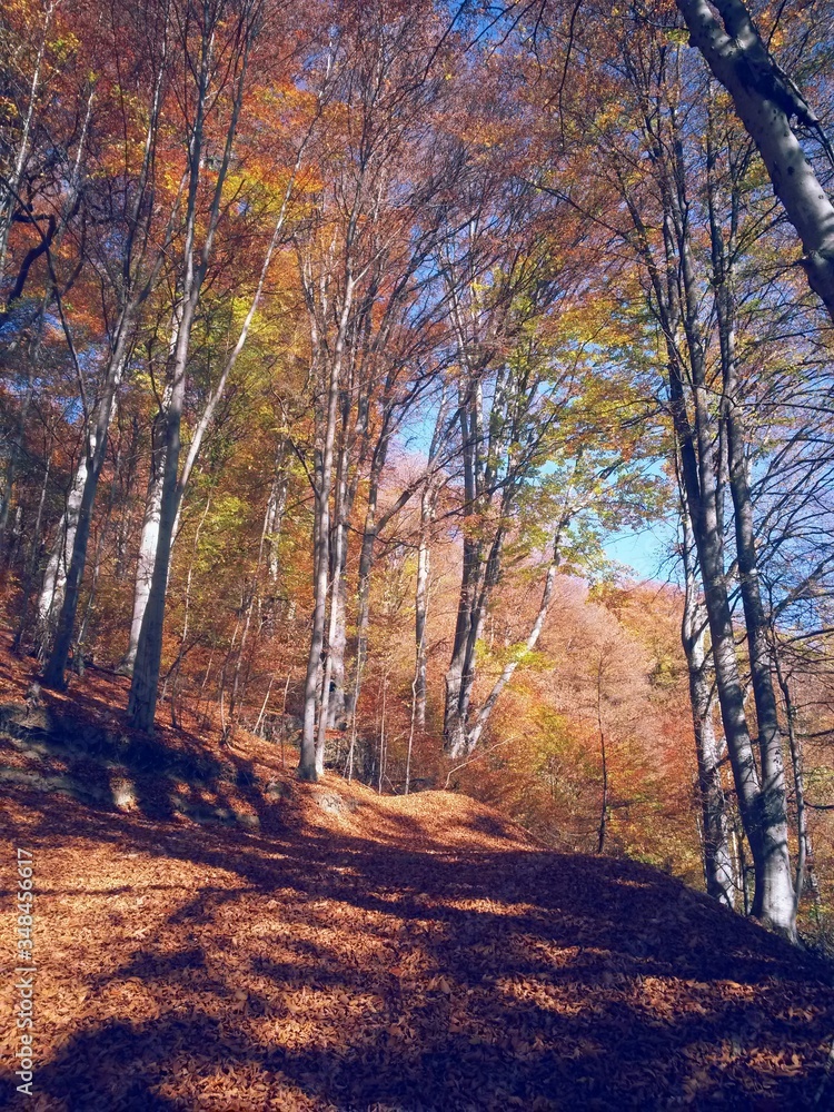 Obraz premium road through the colorful forest in autumn. leafs on the footpath 
