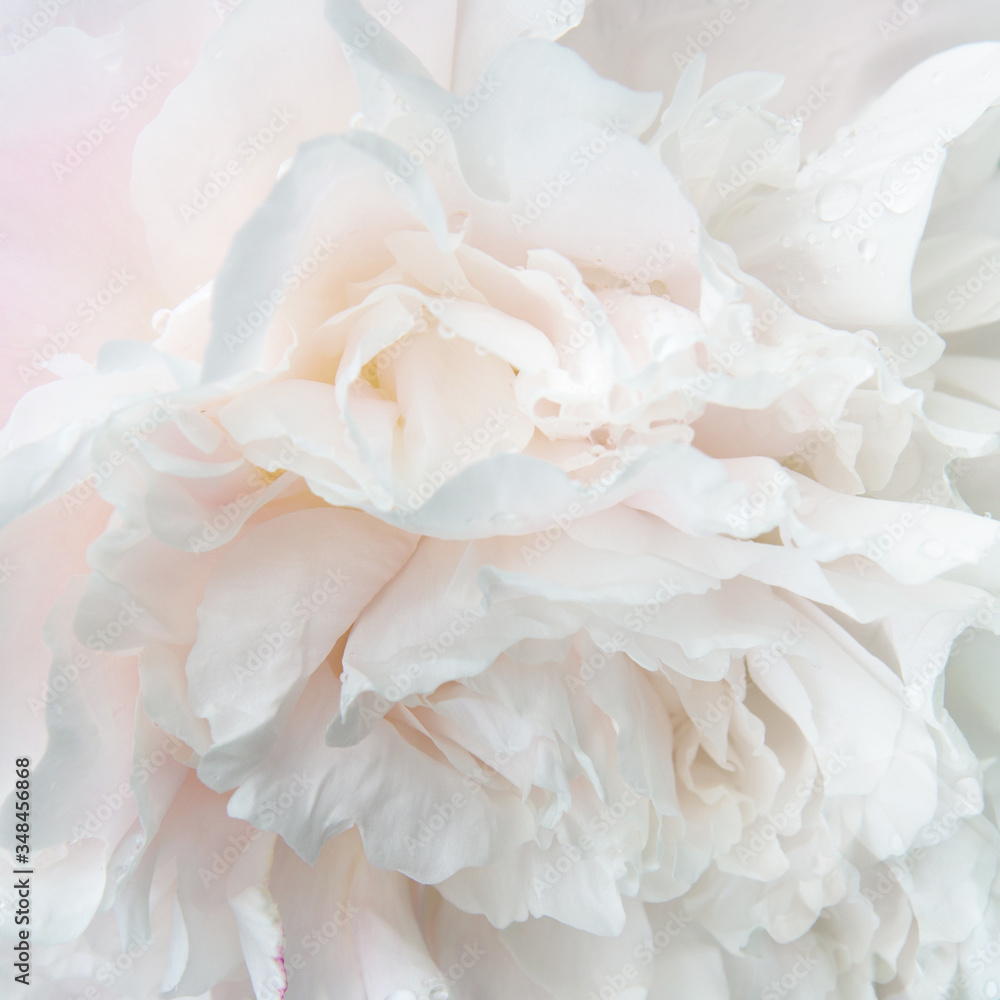 Naklejka Romantyczny kwadratowy tło, delikatne białe piwonie kwiaty zbliżenie. Pachnące różowe płatki