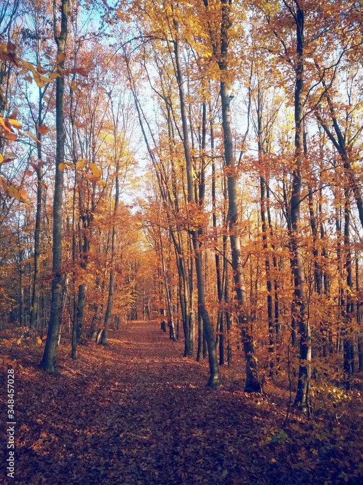 Fototapeta premium road through the colorful forest in autumn. leafs on the footpath 