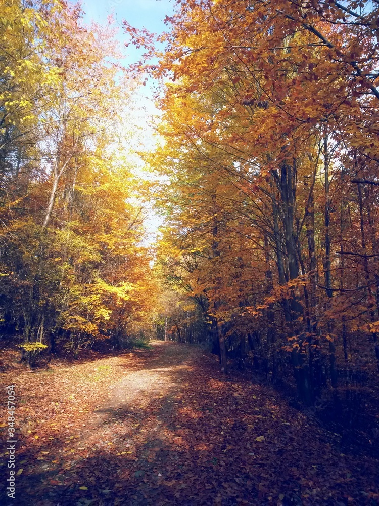 road through the colorful forest in autumn. leafs on the footpath 