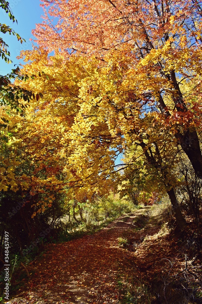 Obraz premium road through the colorful forest in autumn. leafs on the footpath 
