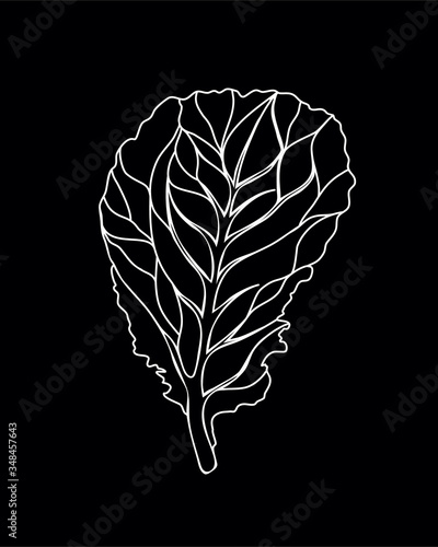 Fresh Lettuce Green salad. One leaf isolated on black background. Vector white Outline. Hand drawn illustration. Tasty food or cooking ingredient