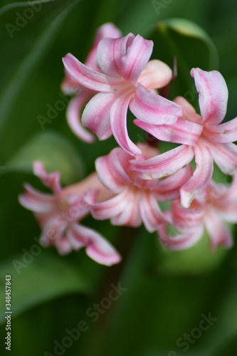 flowers in the spring morning sunlight with green background in the summer grass. With happy bright colors