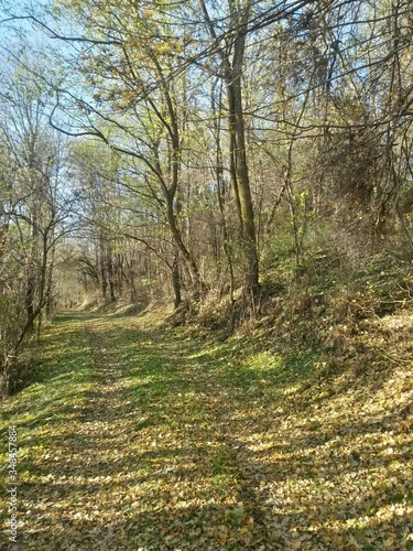 road through the colorful forest in autumn. leafs on the footpath 