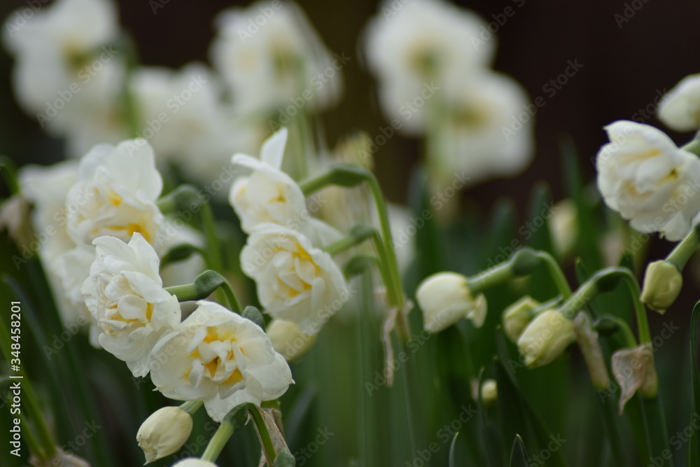 flowers in the spring morning sunlight with green background in the summer grass. With happy bright colors flowers in the spring morning sunlight with green background in the summer grass. With happy bright colors