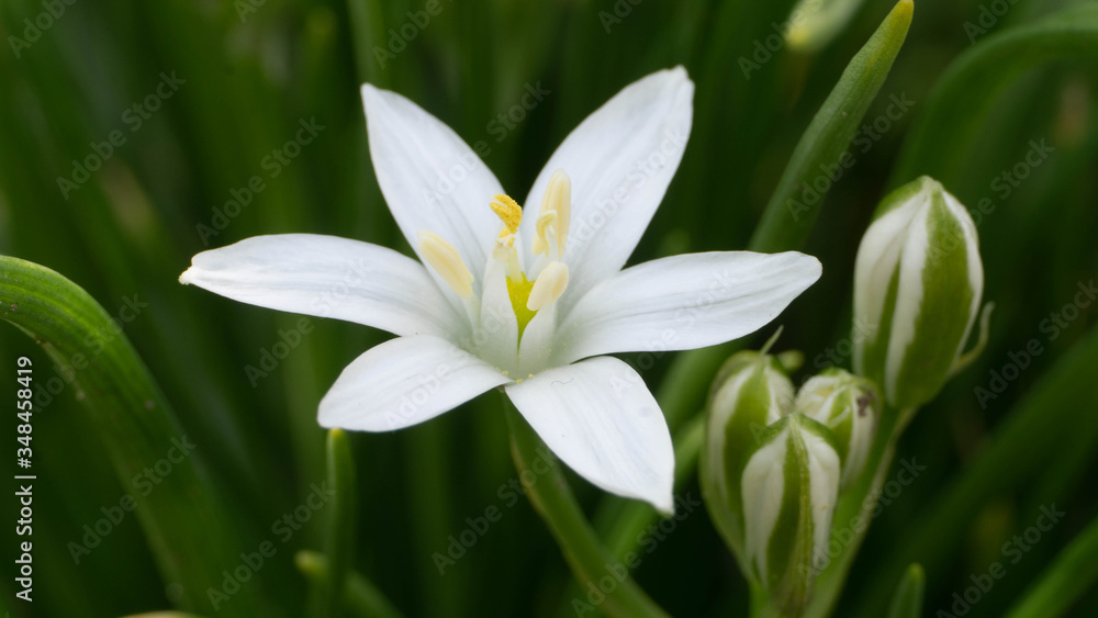 beautiful white flower at close range, spring day beautiful white flower at close range, spring day