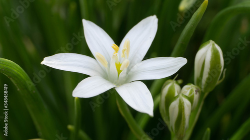 beautiful white flower at close range, spring day