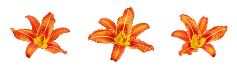 Orange day lily flower set white background isolated close up, three red & yellow petals lilly, beautiful hippeastrum macro, colorful amaryllis flower head, daylily garden plant, floral design element