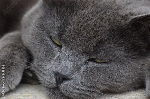 lazy grey cat chilling in the sun with bright eyes close up of the animal